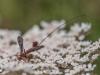 211034 – Photo : BourrinOman – France (83)